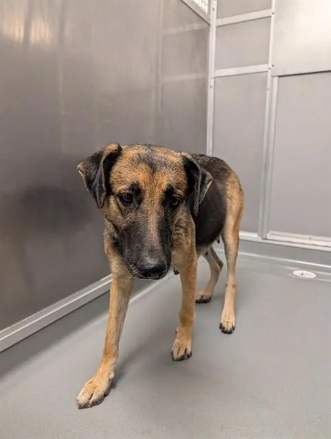 An adult large-sized female German Shepherd Dog dog named Maeve for adoption in Ontario, CA