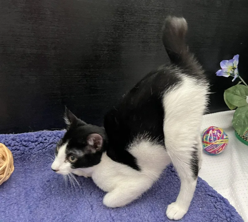 A baby small-sized male Black & White / Tuxedo American Bobtail cat named Kit for adoption in Fayetteville, GA