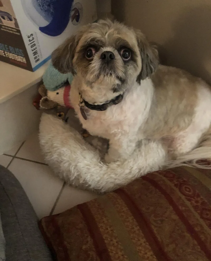 A senior small-sized male Shih Tzu dog named Chuckie Hadley for adoption in Saunderstown, RI