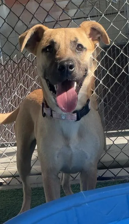 An adult large-sized female Shepherd dog named Shelly for adoption in San Antonio, TX