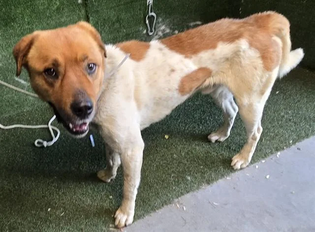A young large-sized male Australian Cattle Dog / Blue Heeler dog named Marc for adoption in Lancaster, CA