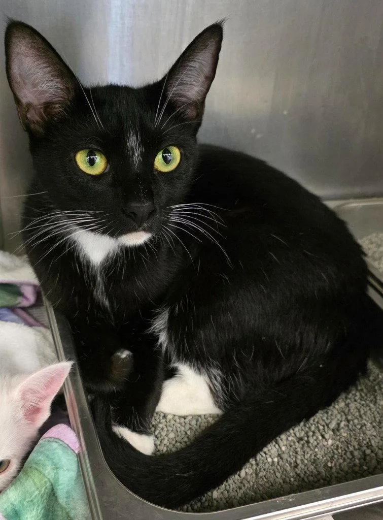 An adult large-sized female Black & White / Tuxedo Domestic Short Hair cat named CA  Binx for adoption in Glen Allen, VA