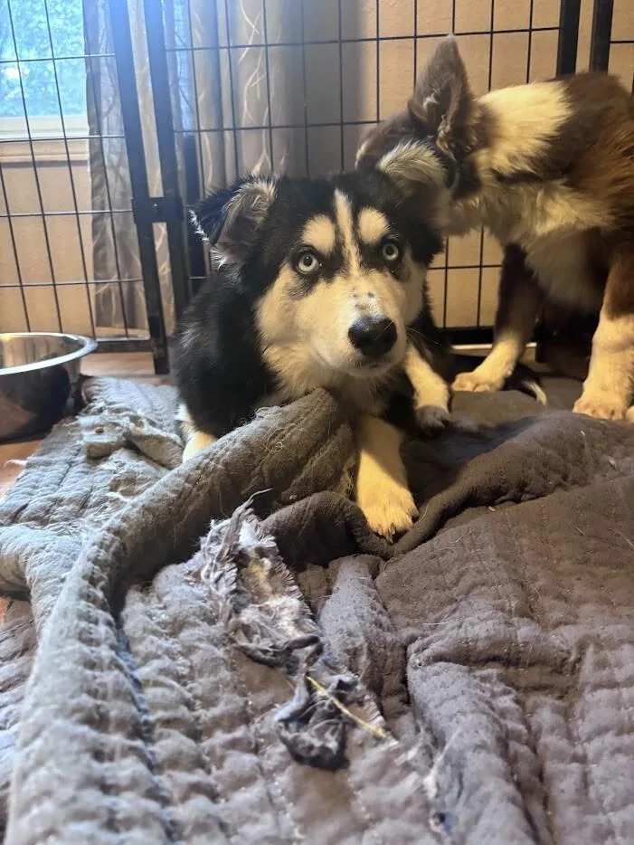 A young medium-sized female Husky dog named Shiloh for adoption in renton, WA