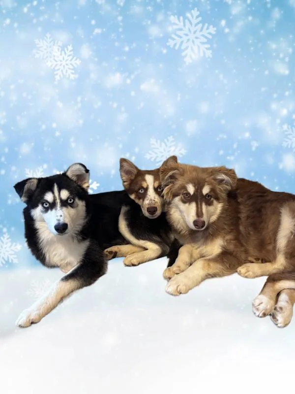 Shiloh thumbnail 2