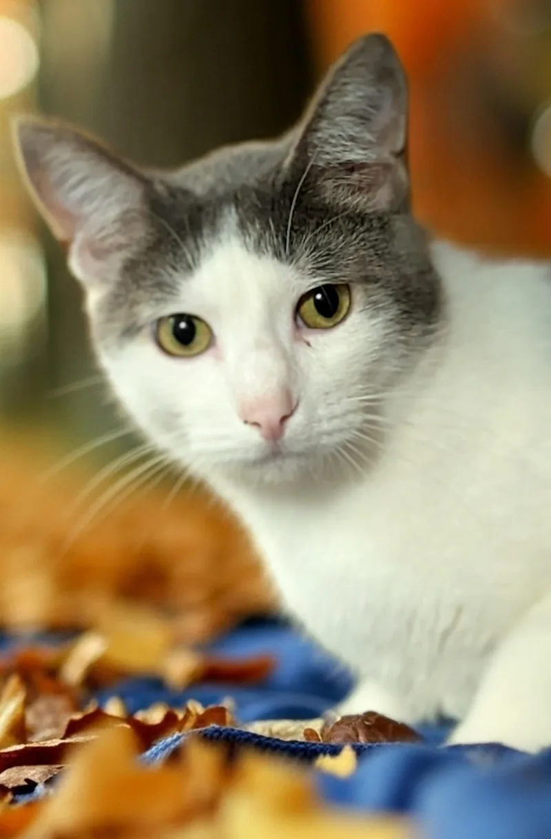 Marshall thumbnail 2