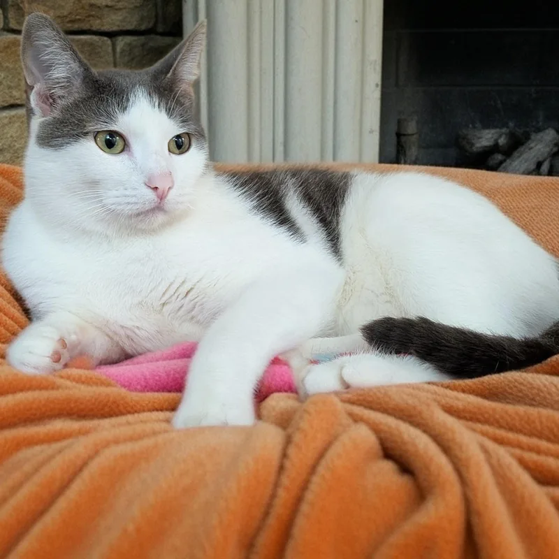 Marshall thumbnail 4