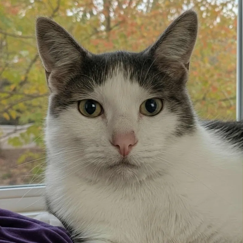 Marshall thumbnail 5