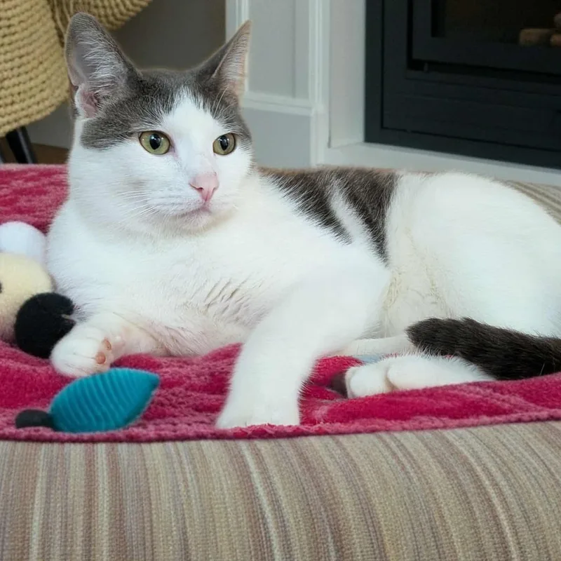 Marshall thumbnail 6