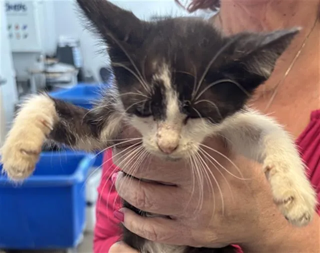 A baby medium-sized male Domestic Short Hair cat named Hans for adoption in Dallas, TX