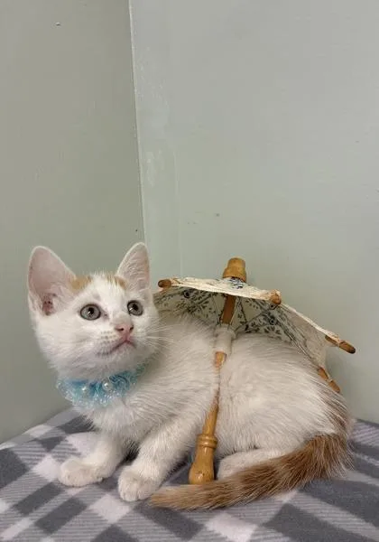 A baby medium-sized male Domestic Short Hair cat named Aloe for adoption in Picayune, MS