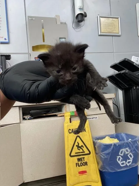 A baby medium-sized male Domestic Short Hair cat named Mike for adoption in Dallas, TX