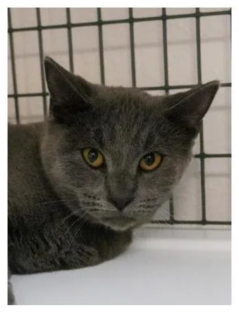 A young medium-sized male Gray / Blue / Silver Domestic Short Hair cat named Jason for adoption in Fort Collins, CO