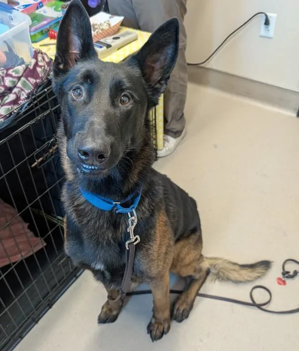 An adult large-sized male Belgian Shepherd / Sheepdog dog named Dexter for adoption in El Cajon, CA