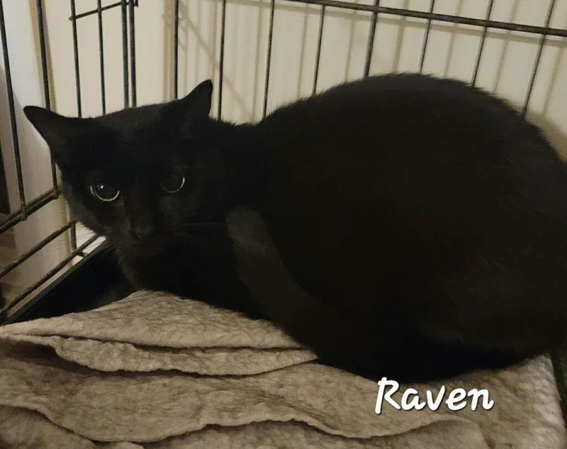 An adult large-sized male Black Domestic Short Hair cat named Allie for adoption in Versailles, KY