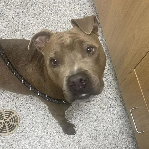 An adult medium-sized female Gray / Blue / Silver Pit Bull Terrier dog named Luna for adoption in Chicago, IL