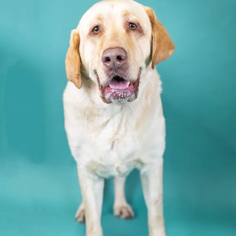 An adult extra large-sized male Yellow / Tan / Blond / Fawn Yellow Labrador Retriever dog named Maverick for adoption in Portland, OR