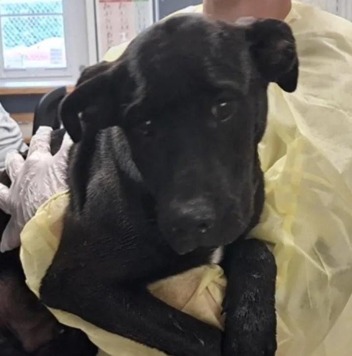 A baby medium-sized male Black Labrador Retriever dog named Carlton for adoption in Hollister, MO