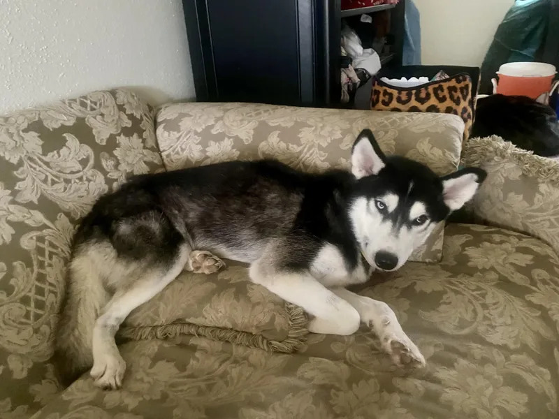 Hercules thumbnail 5