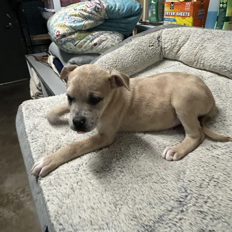 A baby medium-sized male Great Dane dog named Remus for adoption in Salem, WV