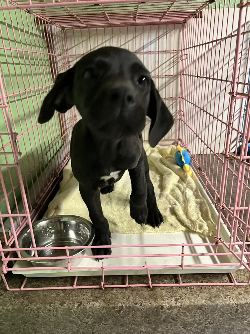 A young medium-sized male Labrador Retriever dog named Neil for adoption in Union Beach, NJ
