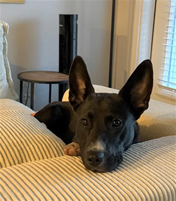 An adult medium-sized female Labrador Retriever dog named Zelda for adoption in Charlotte, NC