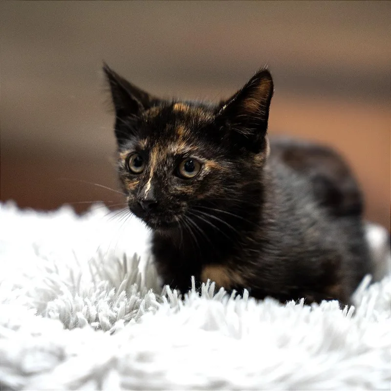 A baby small-sized female Tortoiseshell Domestic Short Hair cat named Moana for adoption in Gainesville, GA
