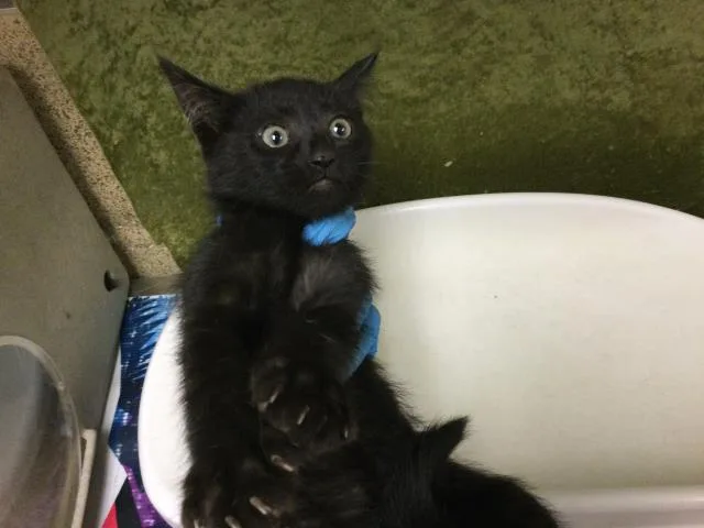 A baby small-sized female Domestic Short Hair cat named Arizona for adoption in Riverside, CA