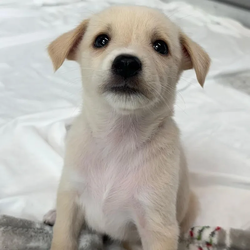 A baby medium-sized female White / Cream Mixed Breed dog named Sprout for adoption in Freeport, FL