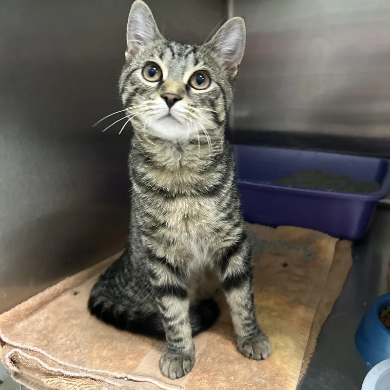 A young medium-sized male Tabby (Brown / Chocolate) Domestic Short Hair cat named Mighty Eagle for adoption in La Grange Park, IL