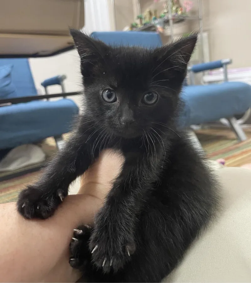 A baby small-sized male Domestic Short Hair cat named Spruce for adoption in Fort Oglethorpe, GA