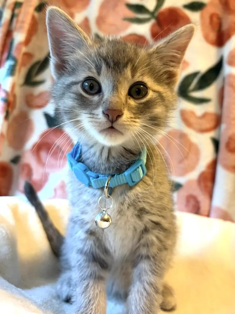 A baby small-sized male Domestic Short Hair cat named Dewey for adoption in Belvidere, IL