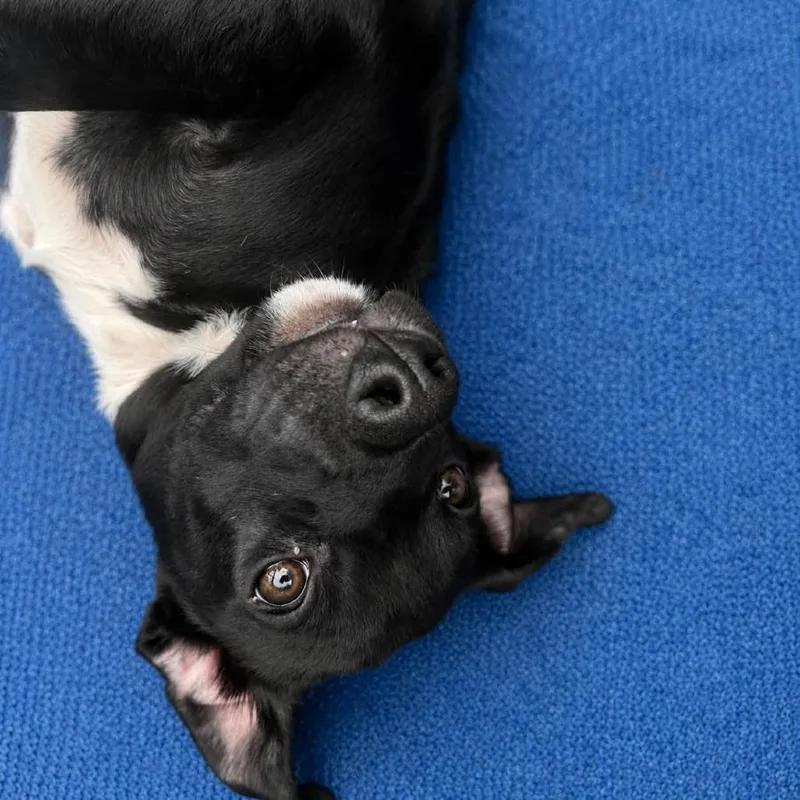 A baby small-sized male Black Mixed Breed dog named Thomas for adoption in Enterprise, AL