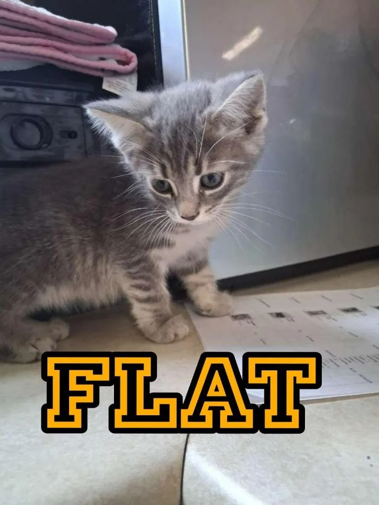 A baby small-sized female Domestic Short Hair cat named Flat for adoption in Hillsboro, OH