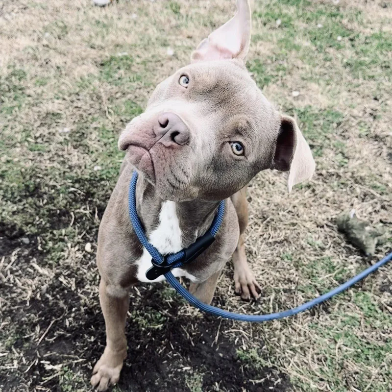 A young medium-sized male Pit Bull Terrier dog named Hopper for adoption in Berlin, NJ