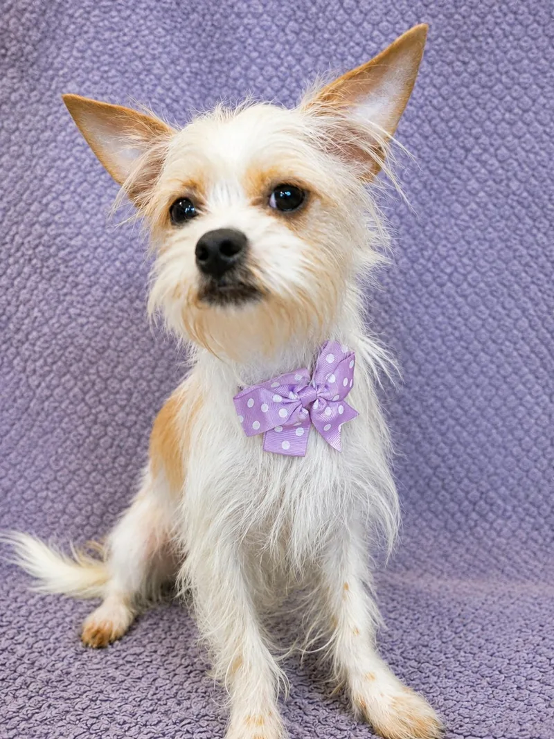 A young small-sized female White / Cream Shih Tzu dog named Mimi for adoption in Lodi, CA