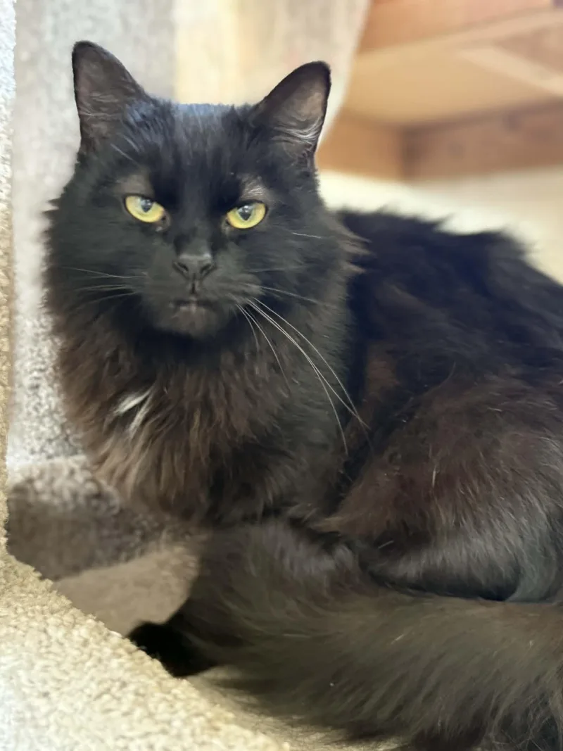 An adult medium-sized female Black Domestic Long Hair cat named Flooffy for adoption in Talbott, TN