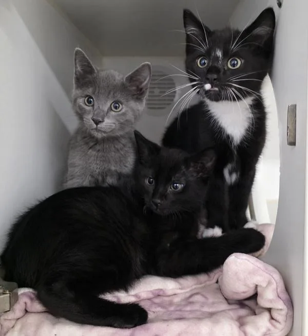 A baby medium-sized male Domestic Short Hair cat named Jay for adoption in Silverdale, WA