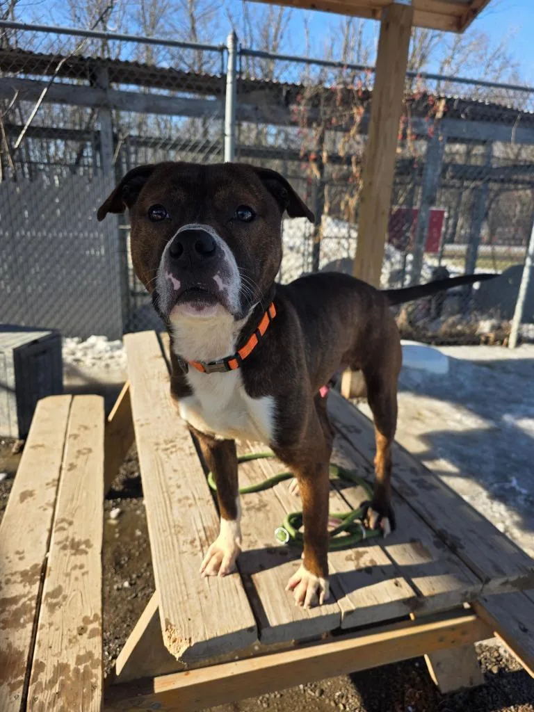A young large-sized male Pit Bull Terrier dog named Luca for adoption in Sprakers, NY