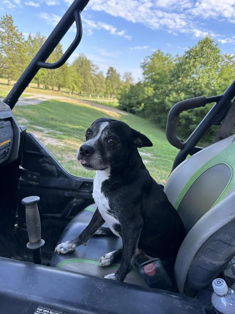 An adult medium-sized male Tricolor (Brown, Black, & White) Boston Terrier dog named IVY JAMESNokesville VA for adoption in Maryville, TN