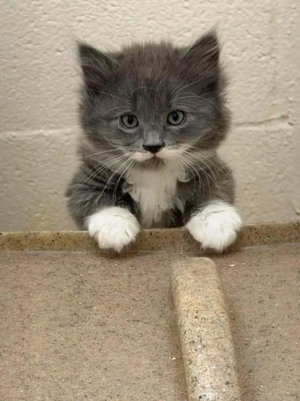 A baby small-sized female Domestic Medium Hair cat named Gummybear for adoption in Hagerstown, MD