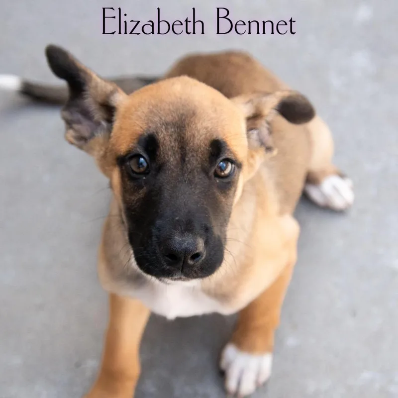 Elizabeth Bennet thumbnail 2