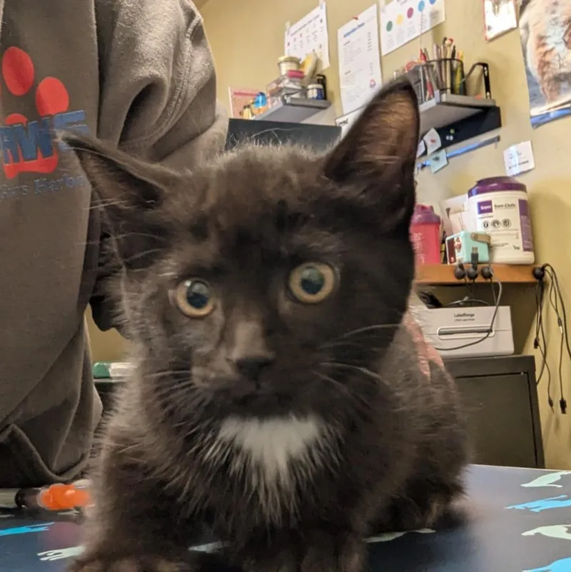 A baby medium-sized female Domestic Short Hair cat named Sunny for adoption in Aberdeen, WA
