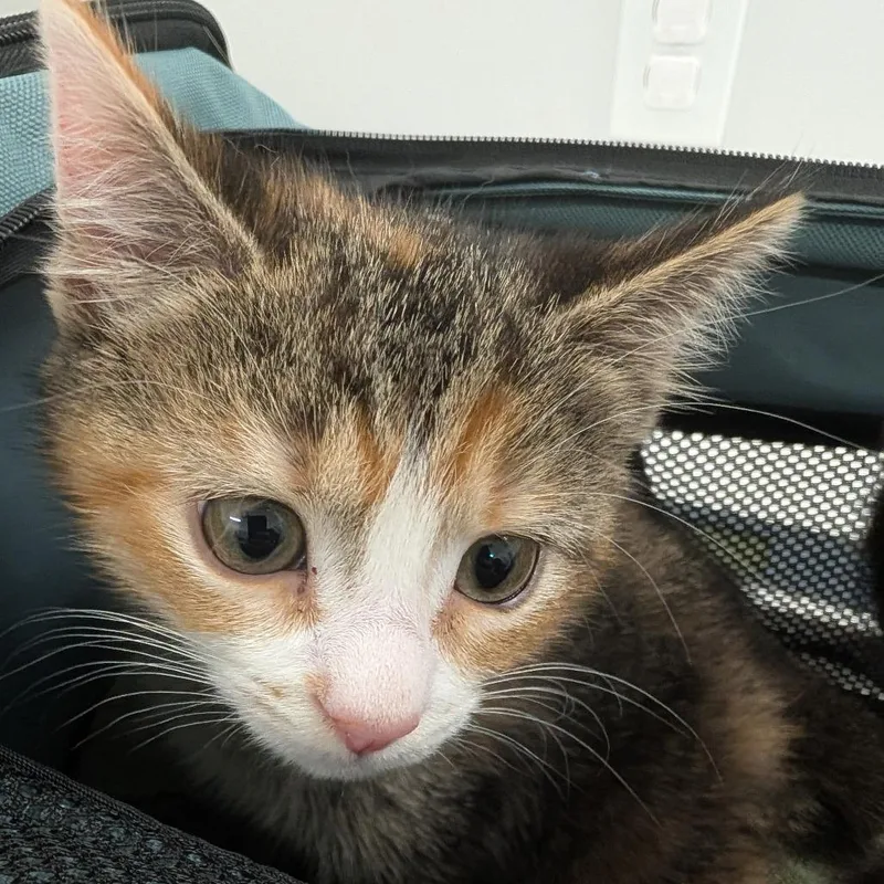 A baby small-sized female White Domestic Medium Hair cat named Thelma for adoption in Winston Salem, NC
