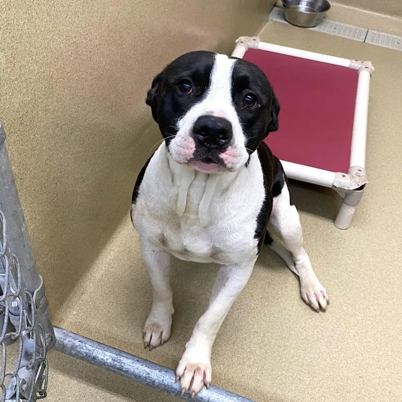 An adult large-sized male Black Pit Bull Terrier dog named Emmet for adoption in Monroe, GA