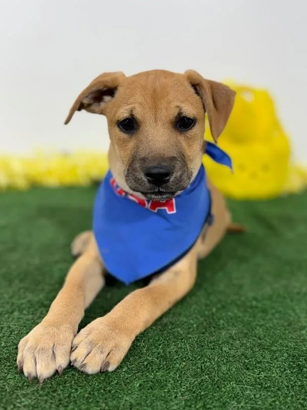 A baby medium-sized male Brown / Chocolate Black Mouth Cur dog named Mallow for adoption in Carlsbad, CA