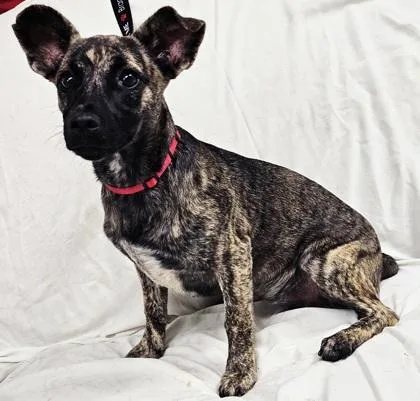 An adult small-sized female Mixed Breed dog named Lily Pad for adoption in West Chester, PA