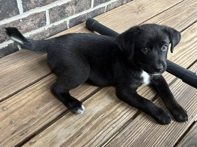 A baby large-sized male Australian Shepherd dog named Graeter's for adoption in Newport, KY