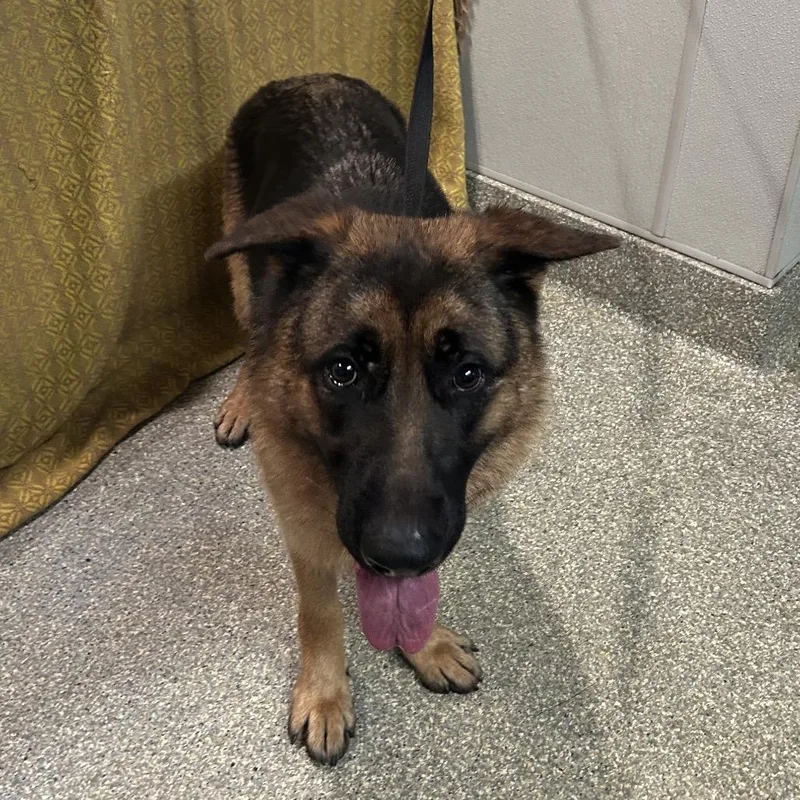 An adult large-sized female Brown / Chocolate Shepherd dog named IVHSStray for adoption in San Gabriel, CA
