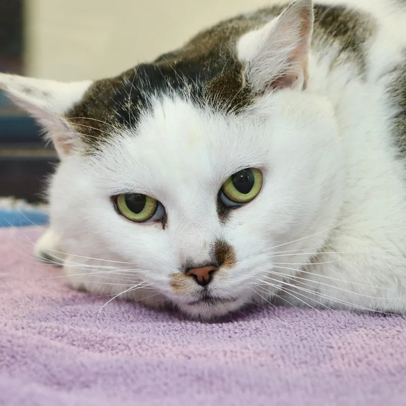 Cookie Monster thumbnail 2