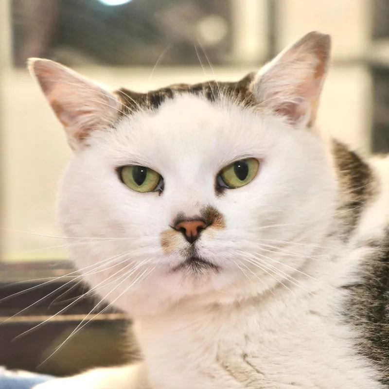 Cookie Monster thumbnail 3